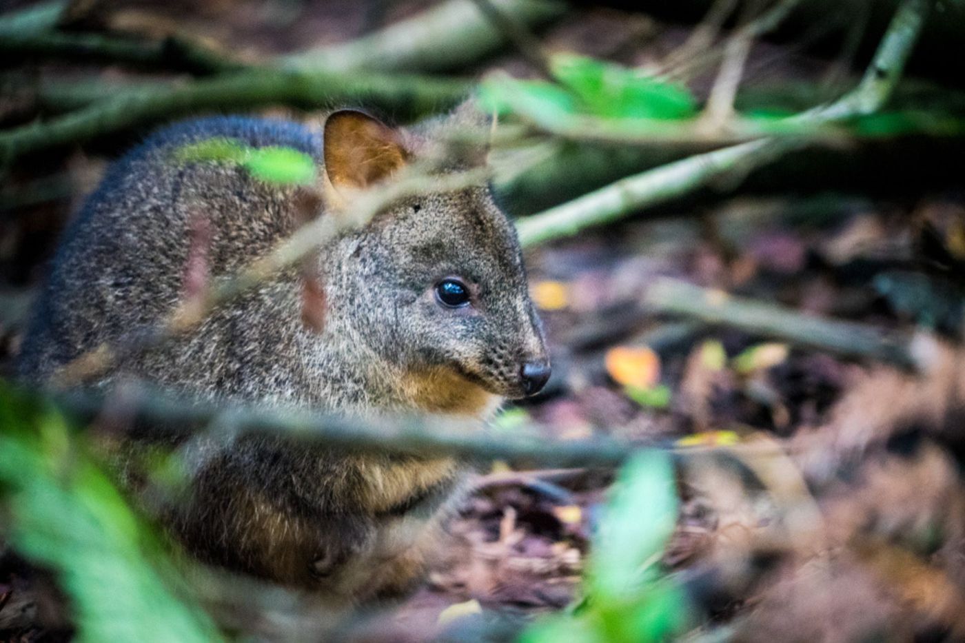 Freycinet -  Tasmanian pademelon.jpg